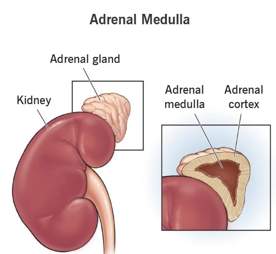 Anatomy and function of the adrenal medulla