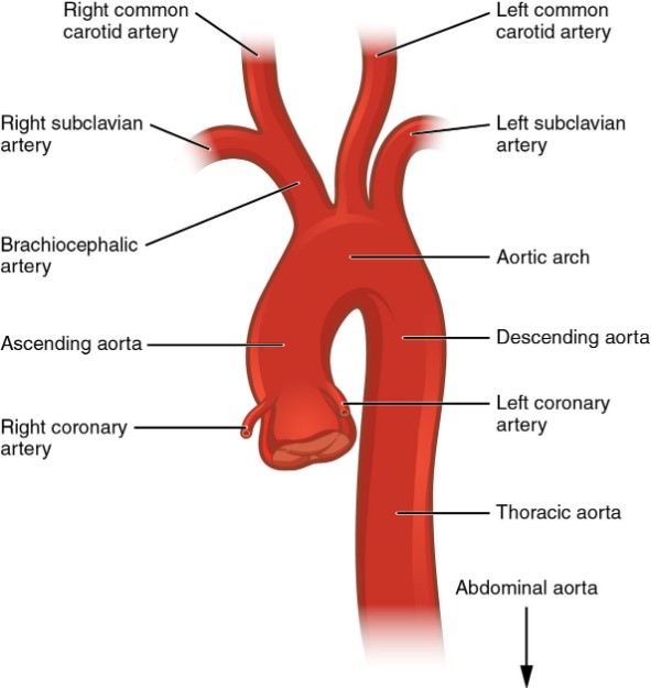 Anatomy of aorta