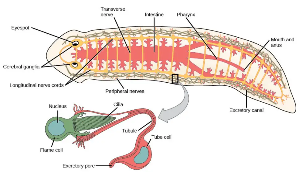 Anatomy of planarians and tapeworms