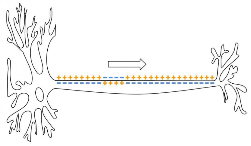 Anatomy of the action potential