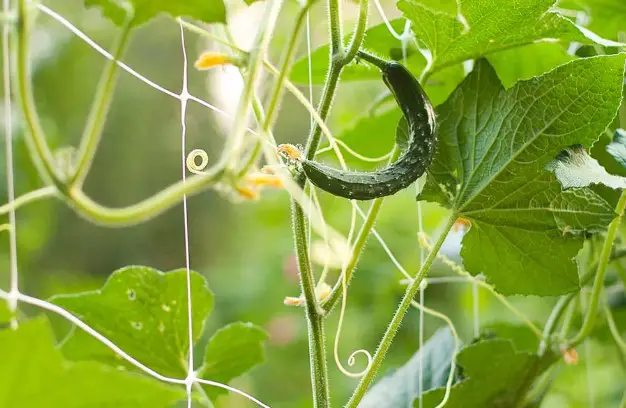 Benefits of tendrils for plant support