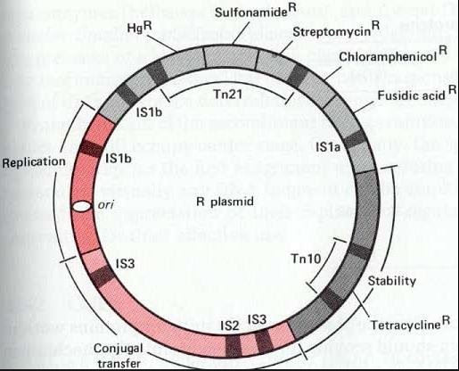 Biology of r-plasmids