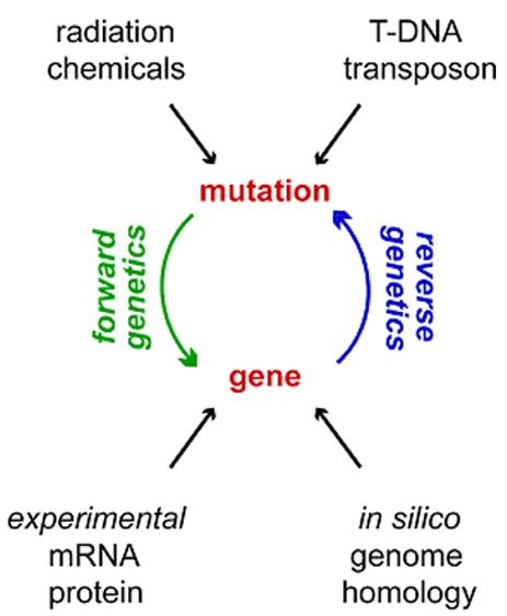 Characteristics of forward and reverse mutations