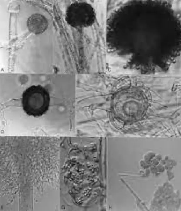 Characteristics of sporangiophores