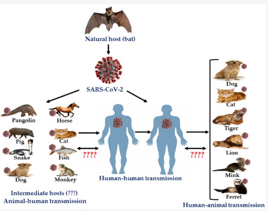 Common types of zoonotic diseases