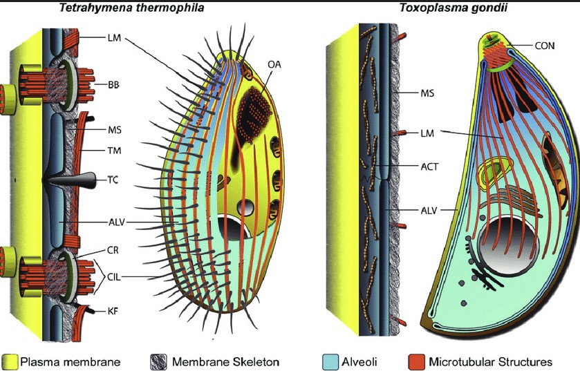 Comparison of apicomplexia and ciliophora