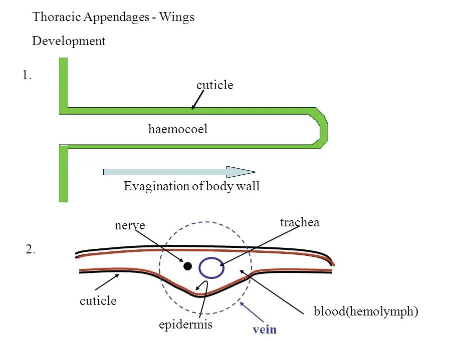 Comparison of apodeme and apophysis