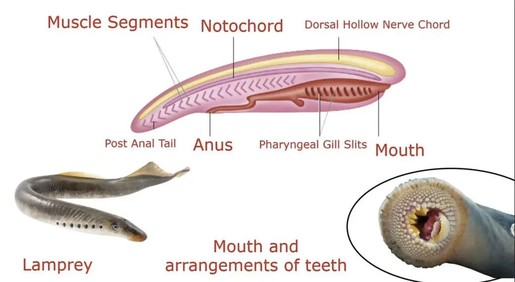 Comparison of body structures