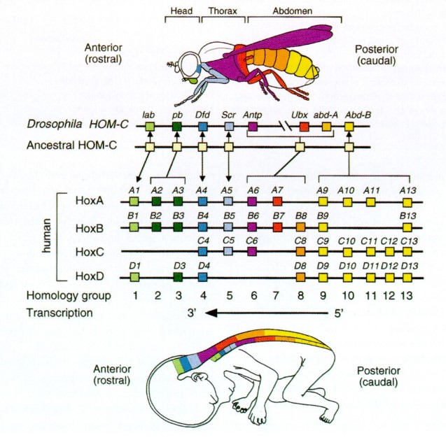 Comparison of homeobox and hox genes