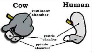 Comparison of human and ruminant digestion