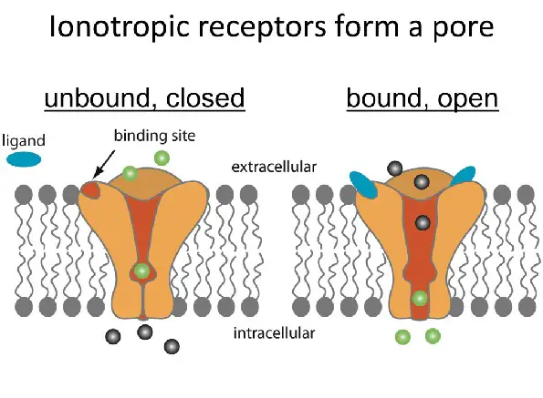 Comparison of ionotropic and metabotropic receptors