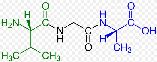 Comparison of oligopeptides and polypeptides