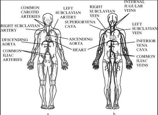 Comparison of the anatomical and physiological differences between the two systems