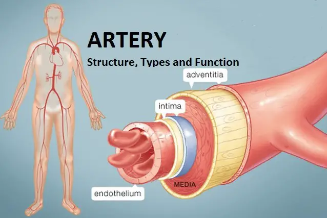 Definition of artery