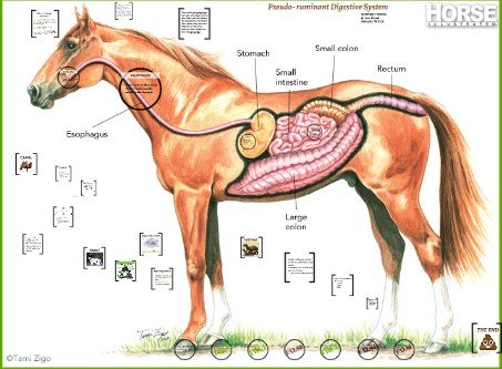 Definition of pseudo-ruminants