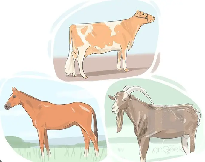 Definition of ruminants