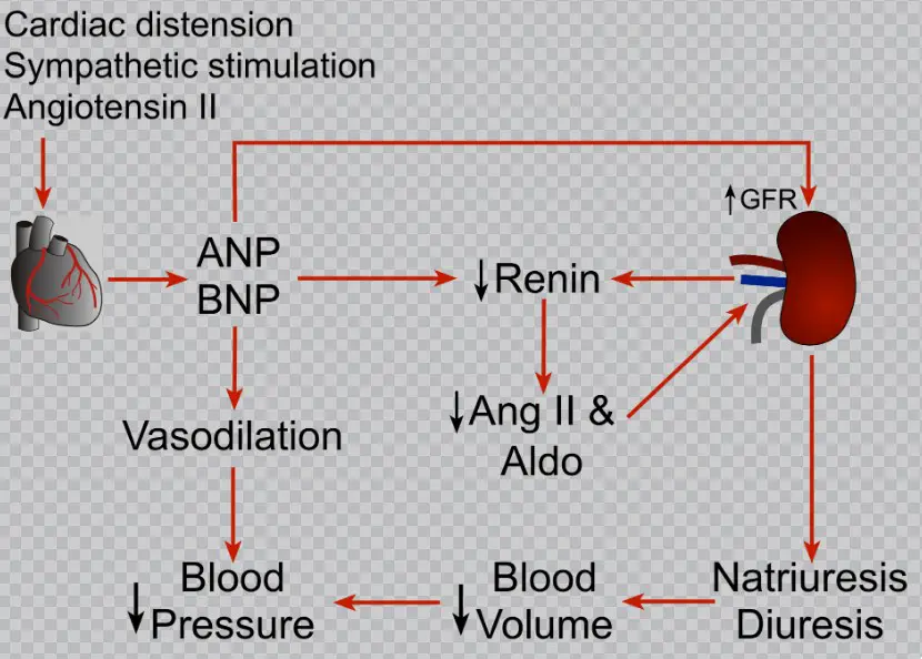 Detailed comparison of anp and bnp