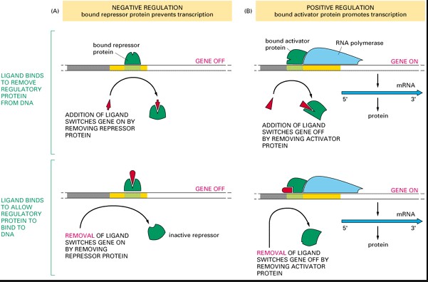 Detailed overview of regulatory proteins