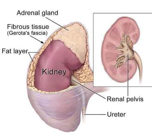 Difference Between Adrenal Cortex And Adrenal Medulla
