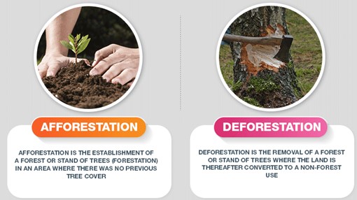 Difference Between Afforestation And Reforestation