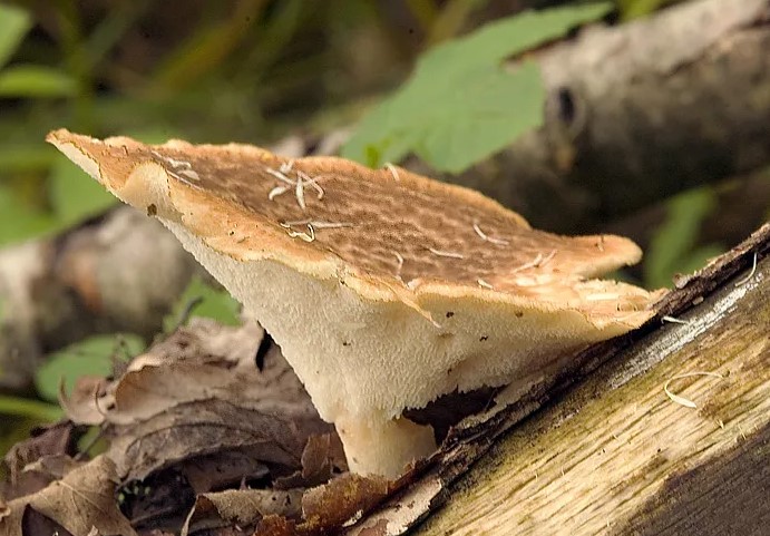 Difference Between Agaricus And Polyporus