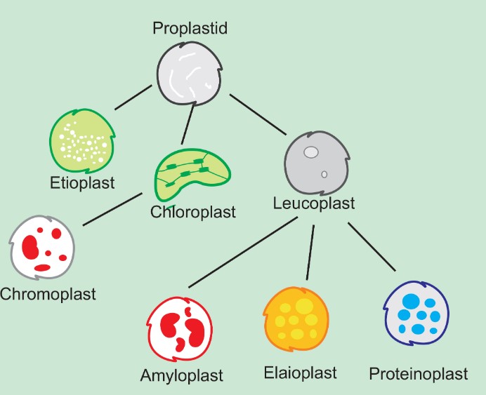 Difference Between Aleuroplasts And Elaioplasts