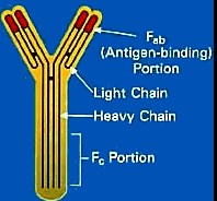Difference Between Alloantibody And Autoantibody