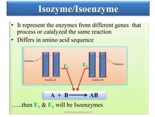 Difference Between Allozymes And Isozymes