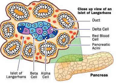 Difference Between Alpha And Beta Cells