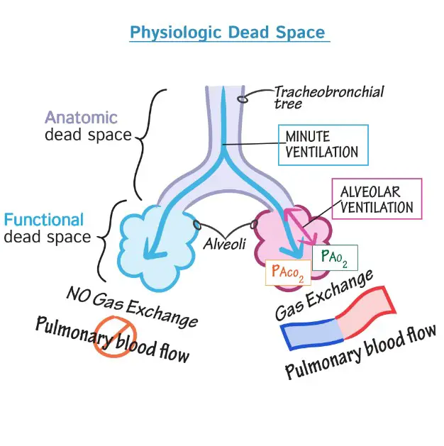 Difference between anatomical and physiological dead space