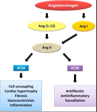 Difference Between Angiotensin 1 And 2