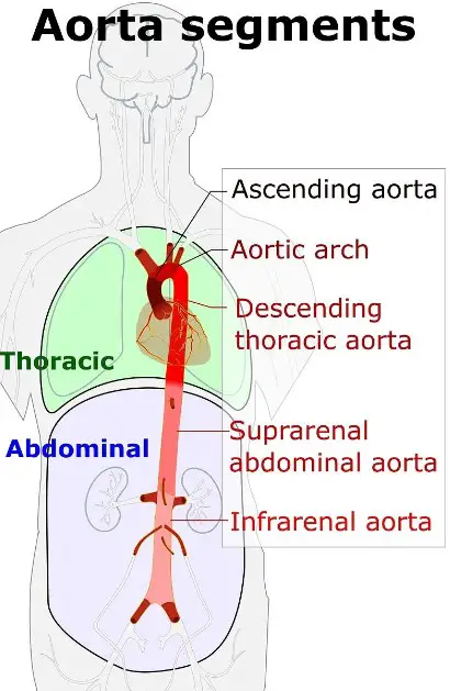 Difference Between Aorta And Artery