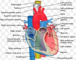 Difference between aorta and artery