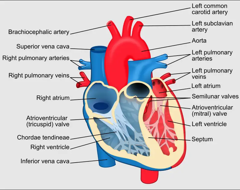 Difference Between Auricle And Vs Ventricle