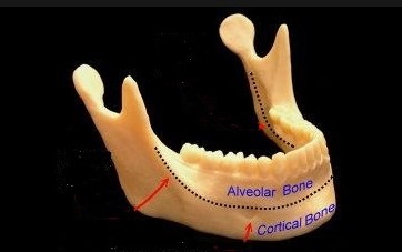 Difference Between Basal Bone And Alveolar Bone