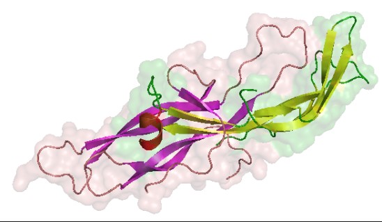 Difference Between Beta Hcg And Hcg