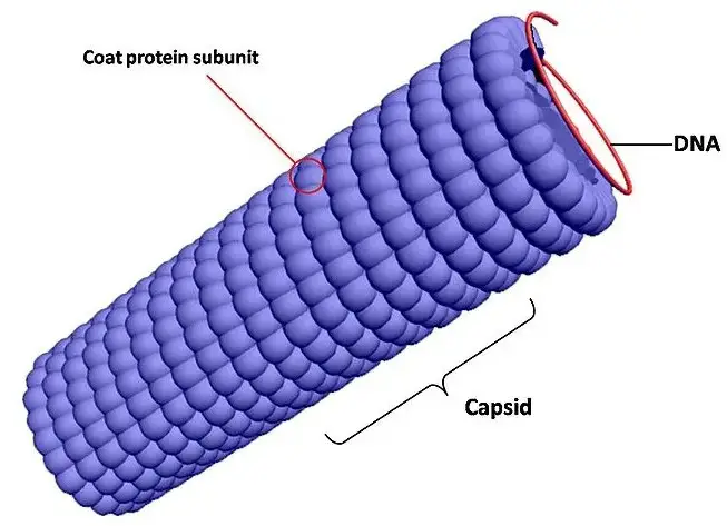 Difference Between Capsid And Nucleocapsid