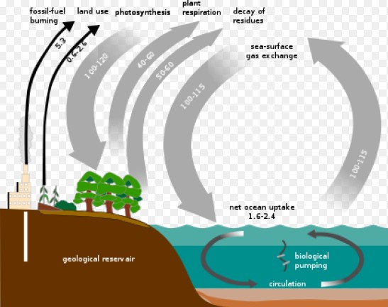 Difference Between Carbon Cycle And Phosphorus Cycle
