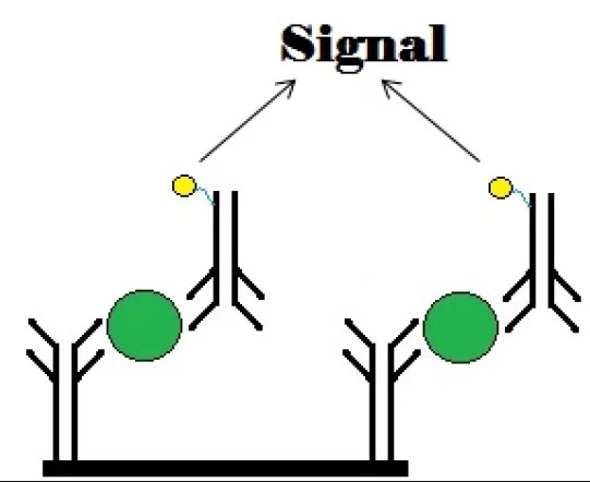 Difference Between Competitive And Noncompetitive Elisa