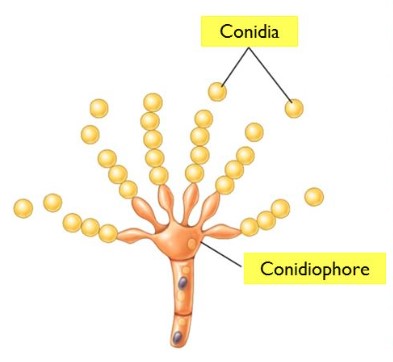 Difference Between Conidiophore And Sporangiophore