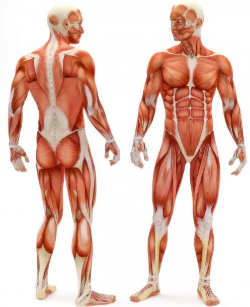Difference Between Contractile And Noncontractile Tissue