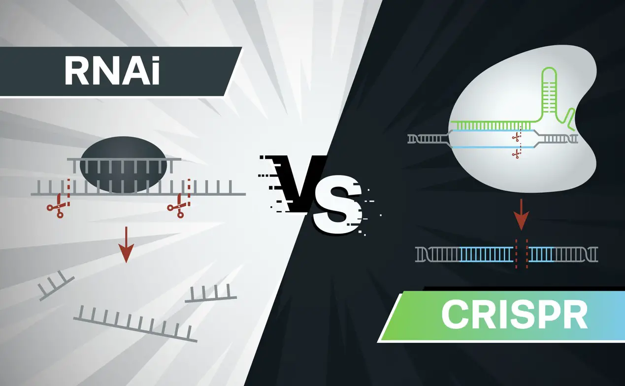 Difference Between Crispr And Vs Rnai