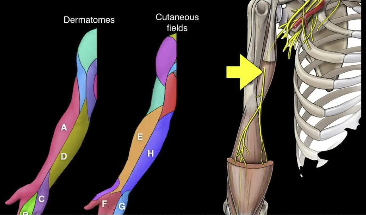 Difference Between Dermatome And Cutaneous Innervation