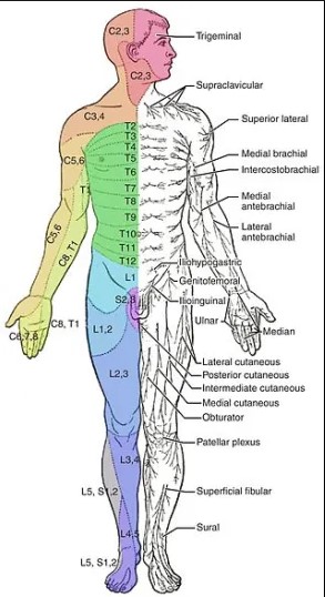Difference between dermatome and cutaneous innervation