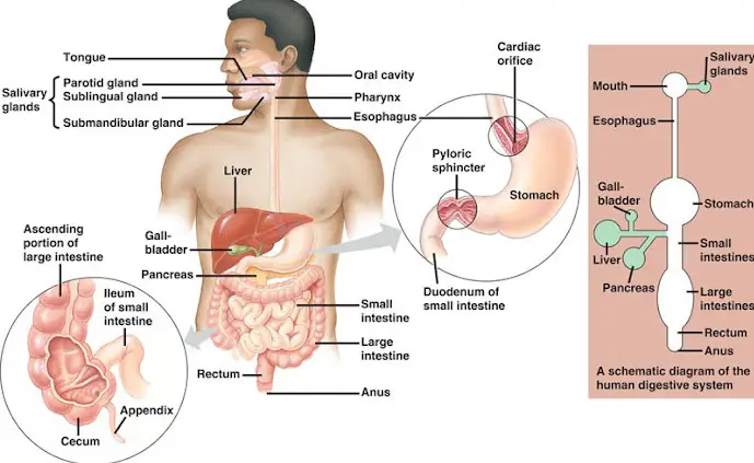 Structure of the human digestive system