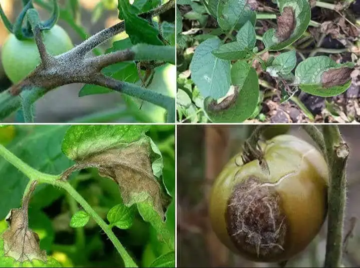 Difference Between Early Blight And Late Blight Of Potato