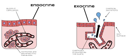 Difference Between Endocrine And Vs Exocrine