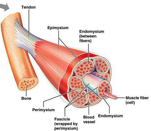 Difference Between Endomysium And Sarcolemma