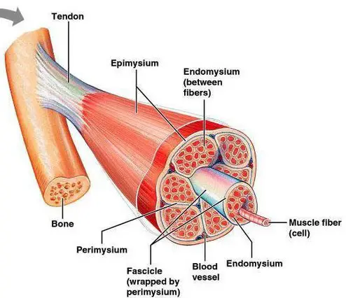 Difference Between Epimysium And Fascia