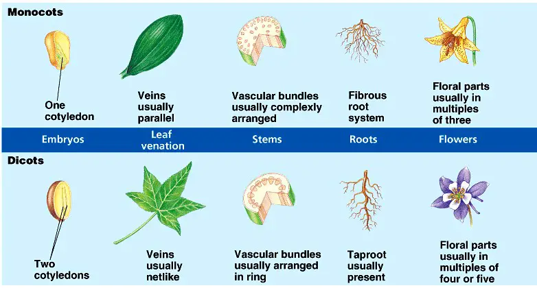 Difference Between Eudicots And Monocots
